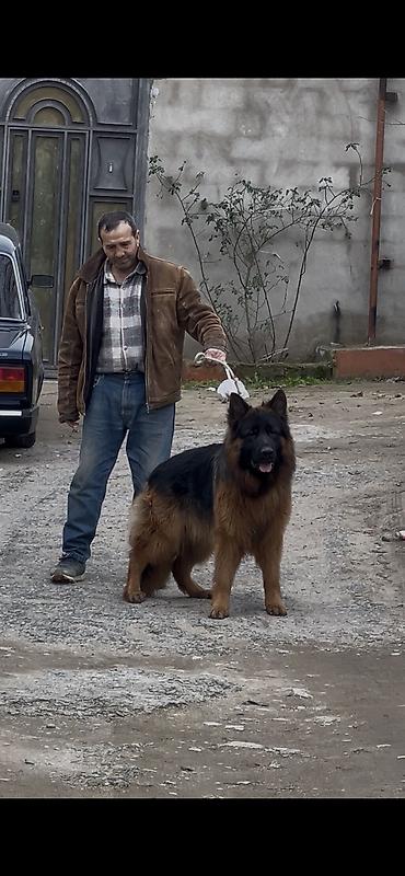it balasi: Alman çoban iti, 2 ay, Dişi, Peyvəndli — 2