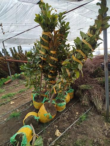 Магнолия: Магнолия - суланжа GENIE Магнолия с закрытой корневой системой — 21