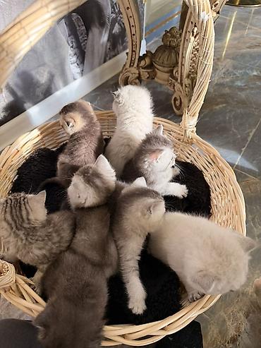 Pişiklər: Britan — 3