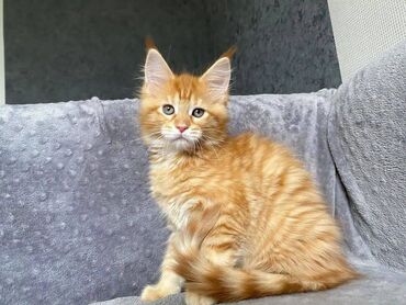 Άλλα: Maine coon Kittens για δωρεάν υιοθεσία Προσφέρουμε υγιεινά και