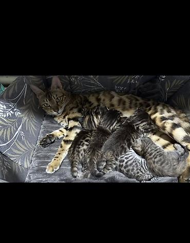савана кошка: Котята редкого микса: бенгал + шотландская вислоухая — 1