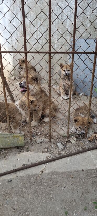 İtlər: Akita-inu, 3 ay, Dişi, Peyvəndli, Ünvandan götürmə