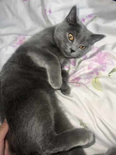 британские голубые котята купить: Британский короткошёрстный кот (окрас блю/серый) - Порода: британская — 3