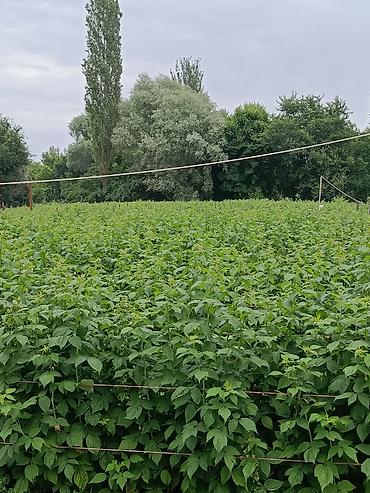 фрукти: Продаю саженцы малины сорт полька,свет розовый не бордовый цена по30 — 4
