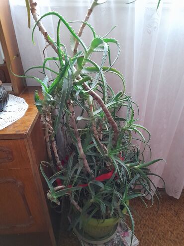 Sobne biljke: Kaktus aloa vera,za lekdobro odrzavan
