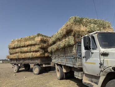 куда можно отдать кошку в бишкеке: Саман арба аралаш баасы 160