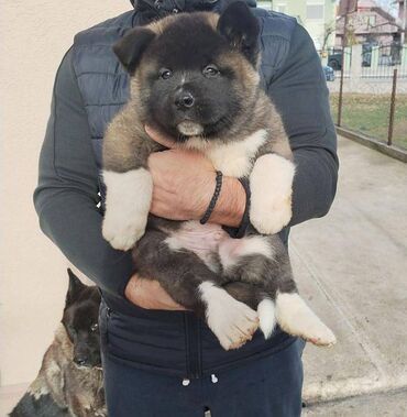 Psi: Prodajem stenad Americke Akite, od kvalitetnih roditelja. Stenci su na lalafo.rs — 6 Psi: Prodajem stenad Americke Akite, od kvalitetnih roditelja. Stenci su — 6