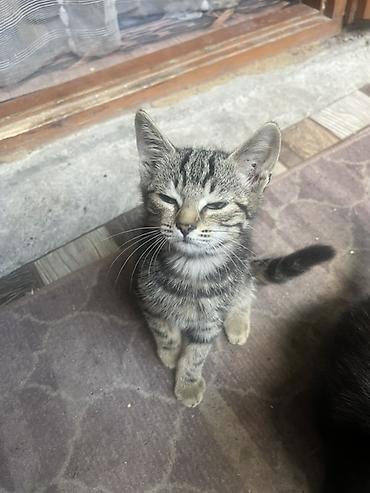 милые котята: 🐾 Отдам котят в добрые и заботливые руки! 🏡❤️ Очаровательные котята — 10