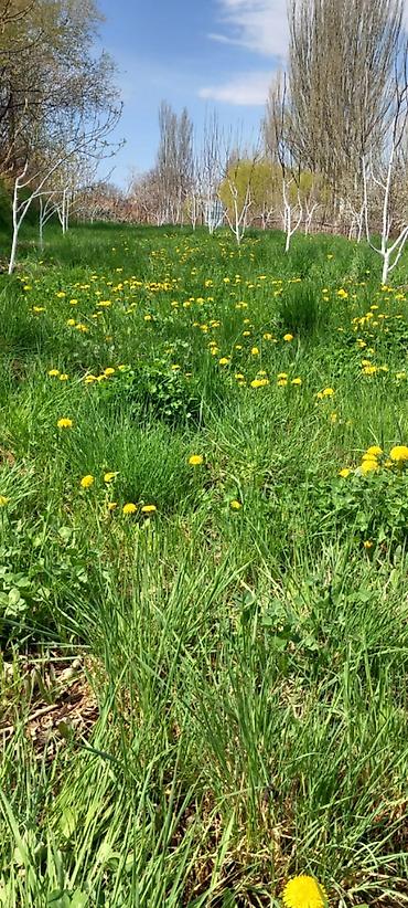 Продажа коттеджей и домов: 🏡Продаётся дом с участком в живописном селе Кара-Ой, на побережье — 9