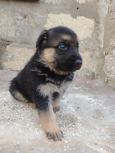 şpits it: Alman çoban iti, Peyvəndli — 3