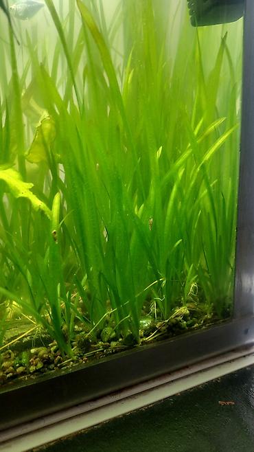 кормовые дрожжи цена: Продаю аквариумные растения валиснерия. цена за 1 кустик 30 сом — 2