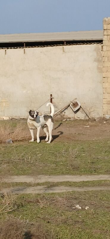 İtlər: Qurdbasar, 1 il, Erkek, Peyvəndli, Pulsuz çatdırılma — 14