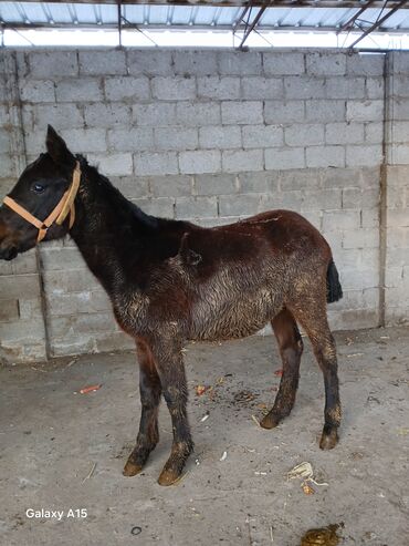 Другие с/х животные: ТАЙЛАР сатылат баасы 58 000 сом денсоолугу зынк at lalafo.kg — 9 Другие с/х животные: ТАЙЛАР сатылат баасы 58 000 сом денсоолугу зынк — 9