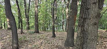 sobe smestaj: Borsko jezero,12400m2 pored puta i vode,parcela 1842/2 sredisnji — 2