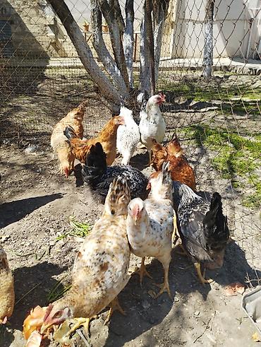 Xoruzlar: Xoruz, il: <1, Ünvandan götürmə — 2