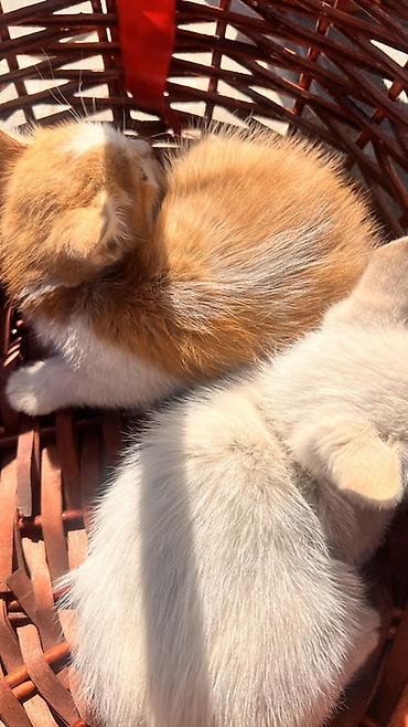 chi su: Котята очень милые и добрые, по имени Латте,Шекер и Карамелька — 3