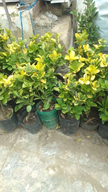 Şitillər: Bütün növ dekarativ ağacların və kol bitkiləri və meyvə ağacların -da lalafo.az — 15 Şitillər: Bütün növ dekarativ ağacların və kol bitkiləri və meyvə ağacların — 15