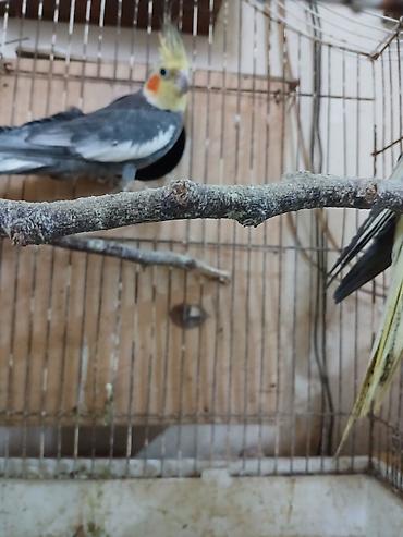 bala doşan: Nimfa (Cockatiel) tutuquşuları – bir cüt, qəfəs və yuvalıqla — 4