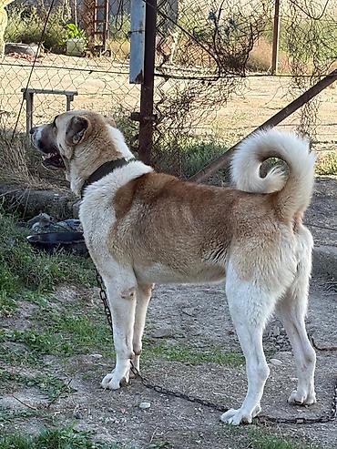 Qurdbasar, 2 il, Erkək, Peyvəndli, Rayonlara çatdırılma lalafo.az -da Qurdbasar, 2 il, Erkək, Peyvəndli, Rayonlara çatdırılma