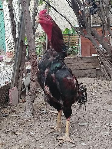 hələb keçisi satılır: Xoruz, Heyratı, il: 1 — 4