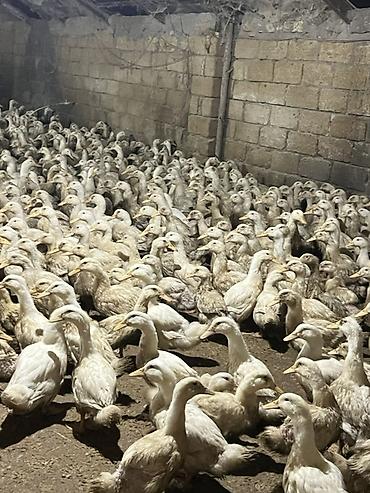 heyvan yemlərinin satışı: Məhsul: Ördəklər (təsərrüfat sürüsü) Təsvir: - Böyük sayda ağ və açıq — 2