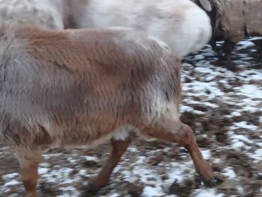 Бараны, овцы: Продаю | Овца (самка) | Для разведения | Матка — 14