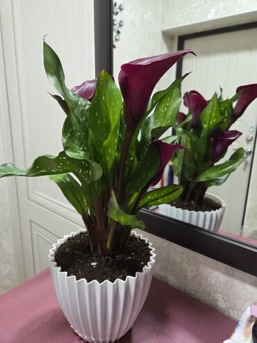 Антуриумы: Антуриум Андре — комнатное цветущее растение с глянцевыми — 8