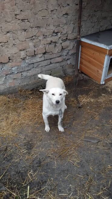 kg ватсап in Кыргызстан | DAEWOO: Пристраивается девочка собака стерилизованнаядобрая ласковая