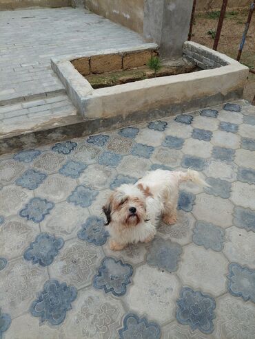 Собаки: Мальтийская болонка, 1 год, Самец, Самовывоз
