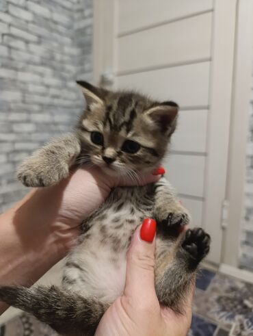 кошка маленкий: Скотиш Фолд (Шотландиялык шалпаң кулак), 1 айлык, Эркек