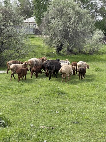 Бараны, овцы: Продаю | | Гиссарская, Арашан
