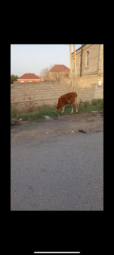 etlik: Boş boş adamlar narahat etmesin!!