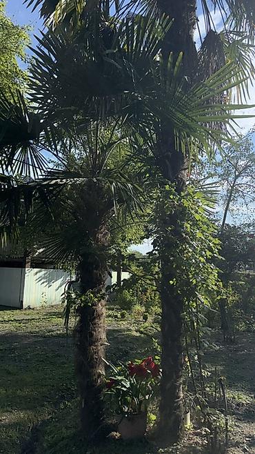 Деревья: Trachycarpus fortunei (yelpik formalı yarpaqlı xurma palmaları) – — 1