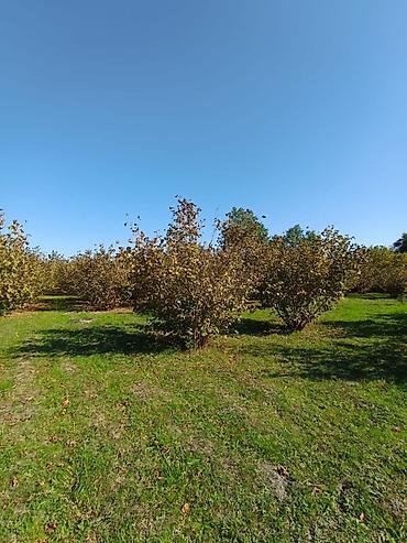 Torpaq sahələrinin satışı: Kənd təsərrüfatı — 5