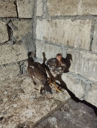 Digər quşlar: 2 fərə satılır biri 2 ay yarımlıq də biri 3 ayın keçib münasib qiymətə — 4