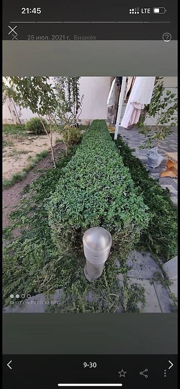 Дворники, садовники: 🌱Я Садовник Стрижка Живой изгородь,самшит,Туи,хвойные растения, Я — 9