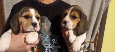 pomeranac mali psi za stan na poklon: Beagle štenci na prodaju. Spremni za preuzimanje 22.01.2025 Do