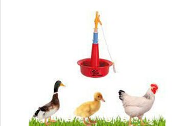 отдам в хорошие руки маленькую собачку: Su qabları 
Ördək Qaz üçün