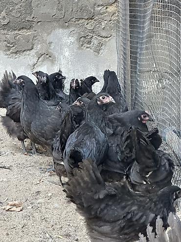 meşə toyuğu: Toyuq, Damazlıq — 2