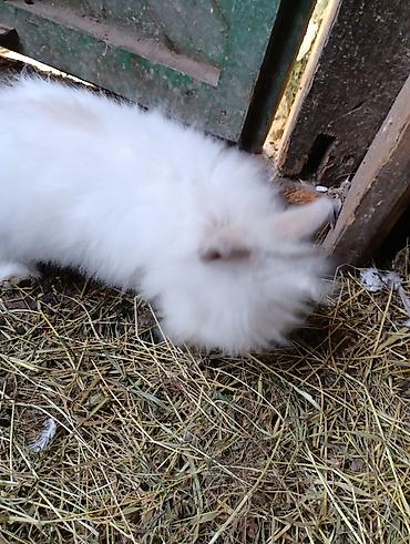 Индюки: Продаю | Индюшка (самка), Индюк (самец) | Полукровка | На забой, Для разведения | Племенные — 12