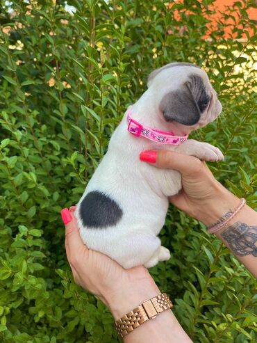 Psi: Odgajivacnica pasa "Happy Puppies" ima u ponudi francuski buldog — 8