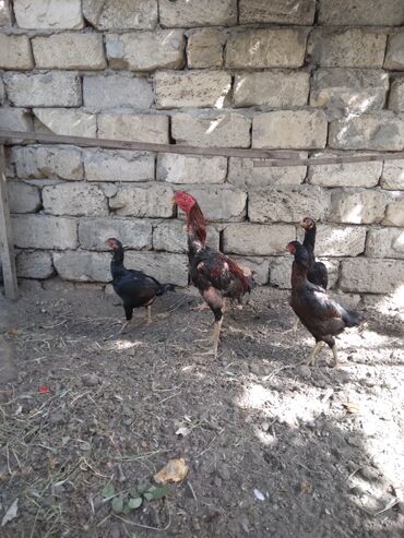 Heyratı beçə hündür heyvandı 80 santı olar boyu çox dəqiq yerinə vuran