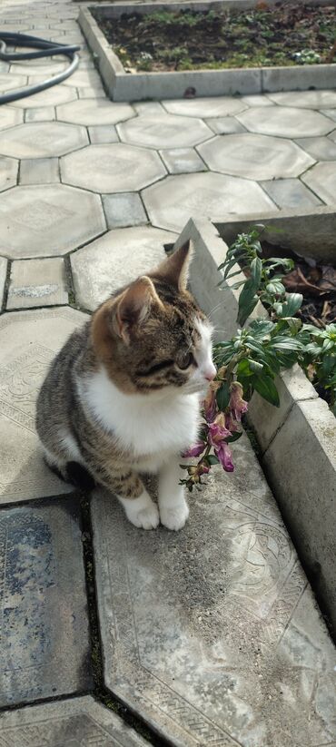 Pişiklər: Tabbi, Dişi, Yaxşı əllərə, Pulsuz çatdırılma — 4