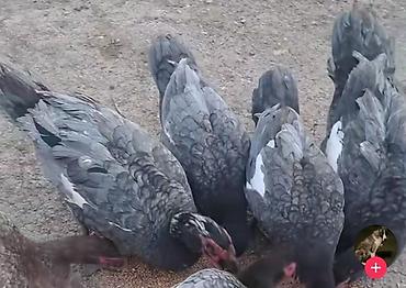 Muscovy ördəkləri – boz-qara rəngli lələk örtüyü, bəzi fərdlərdə ağ
