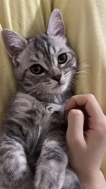 Скотиш Страйт (Шотландская прямоухая), 4 месяца, Мальчик, Серый, Приучена к лотку, Проглистована at lalafo.kg Скотиш Страйт (Шотландская прямоухая), 4 месяца, Мальчик, Серый, Приучена к лотку, Проглистована