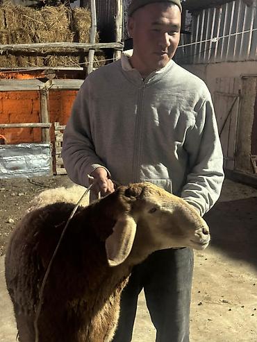Баран, овца: Продаю | Овца (самка) | Для разведения | Племенные — 9