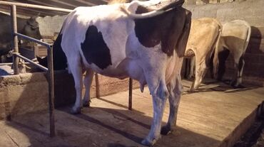 Коровы, быки: Продаю | Корова (самка) | Голштин, Алатауская, Швицкая | Для молока