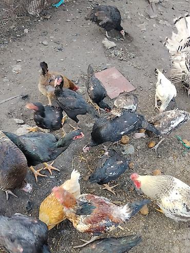 Другие с/х животные: Продаются сельскохозяйственные птицы смешанного поголовья для — 9