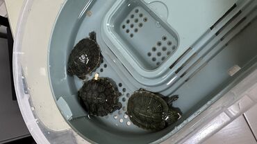 высокие домики для кошек: Черепахи красноухие, спец контейнер и корм в подарок