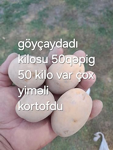 qara xurma ağacı: Məhsul: Yeməlik kartof Təsvir: - Göyçay bölgəsindən yerli kartof. - — 1
